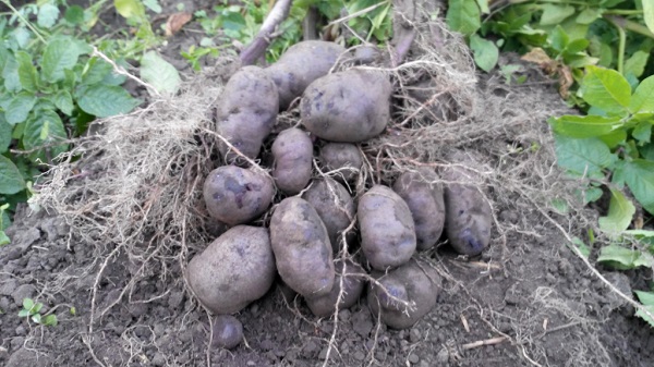 Сорт картофеля «Чугунка»: фото и описание
