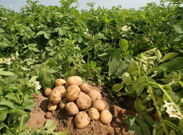 Сорт картофеля Юбиляр: фото и описания