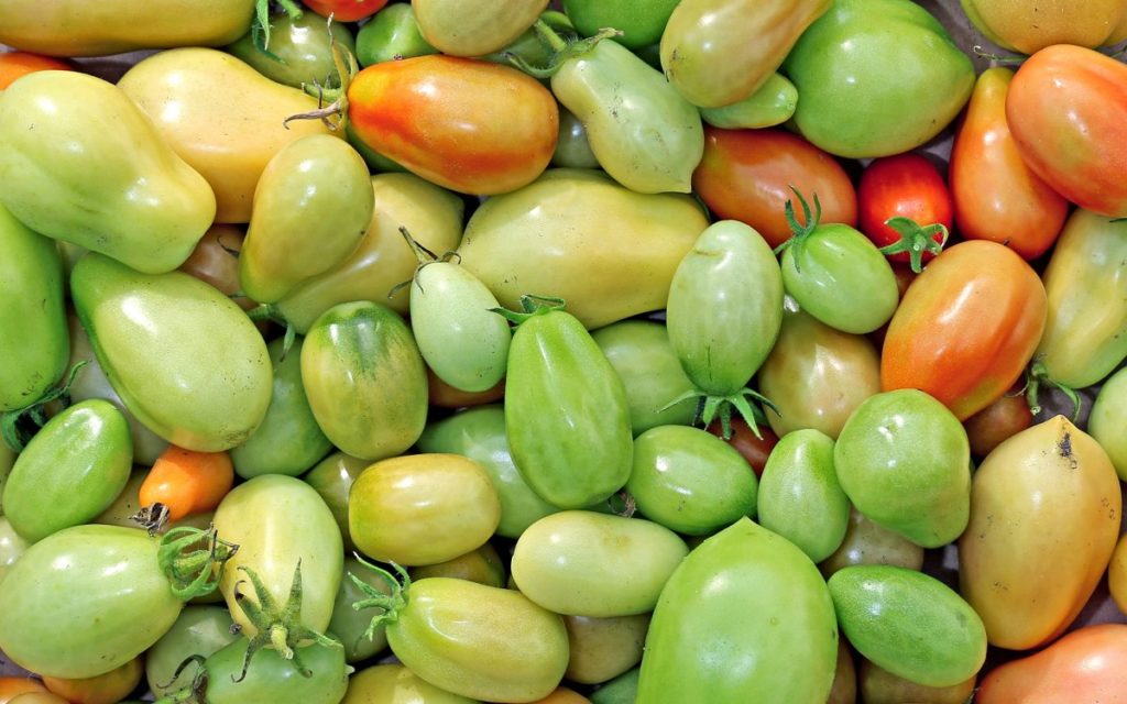 Сорта зеленых томатов и рецепты приготовления