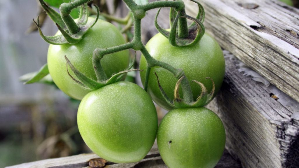 Сорта зеленых томатов и рецепты приготовления
