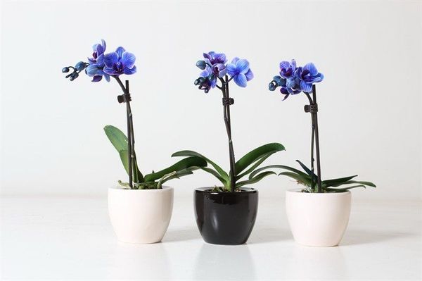 Уход за орхидеей во время цветения: создаем условия для выращивания