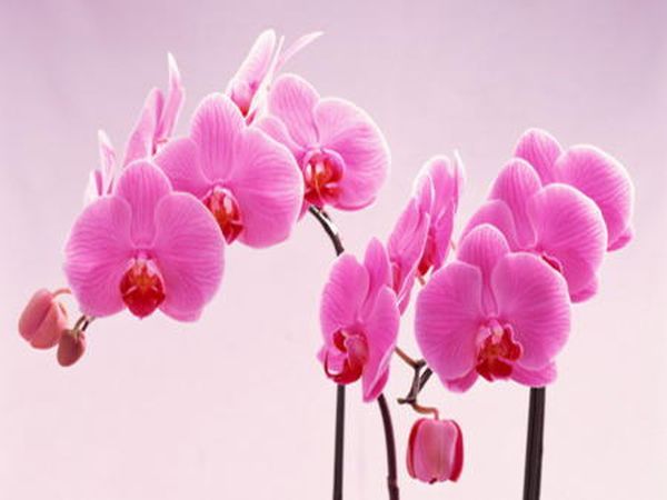 Уход за орхидеей во время цветения: создаем условия для выращивания