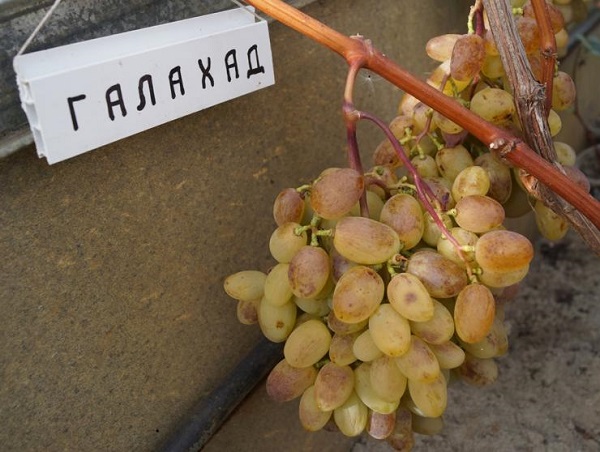 Виноград Галахад: фото, описание, выращивание