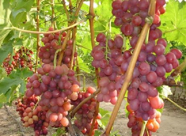 Виноград сорта Ливия: фото и описание