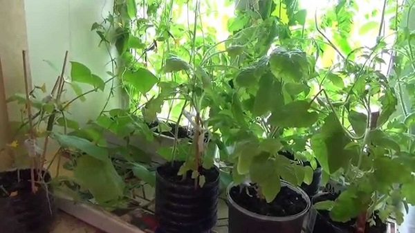 Выращивание огурцов на балконе: видео