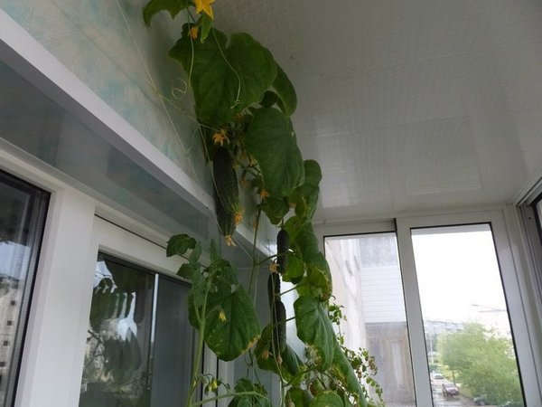 Выращивание огурцов на балконе: видео