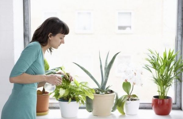 Актара для комнатных растений: инструкция по применению