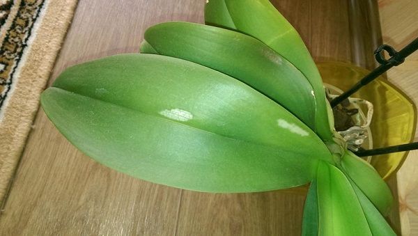 Белый налет на листьях орхидеи: как лечить заболевание