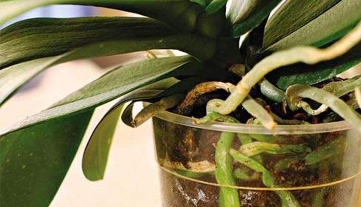 Что делать с воздушными корнями орхидеи: причины появления