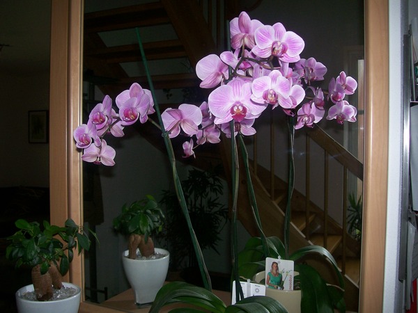 Что сделать, чтобы зацвела орхидея: стимуляция в домашних условиях