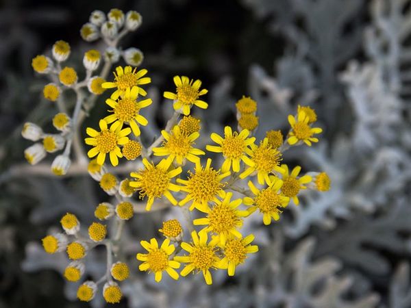 Цинерария серебристая: выращивание из семян, способы размножения, посадка и уход + популярные сорта с фото и описаниями