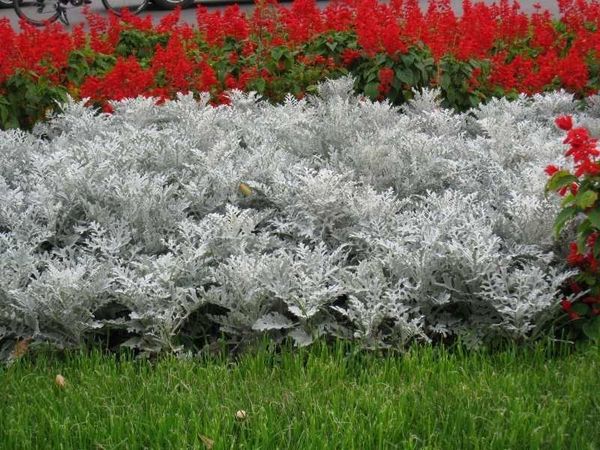 Цинерария серебристая: выращивание из семян, способы размножения, посадка и уход + популярные сорта с фото и описаниями