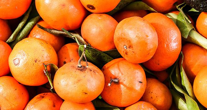 Гликемический индекс мандарина и содержание сахара в плодах