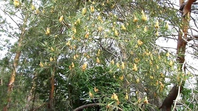 Как цветет сосна: фото цветущих деревьев, цветение сосны в якутии