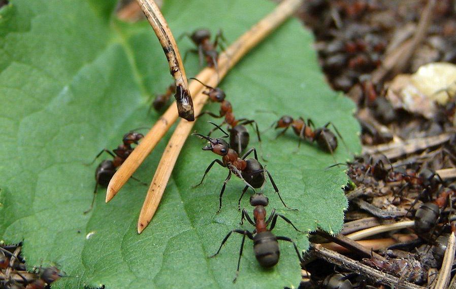 Как избавиться от муравьев на клубнике