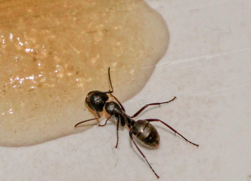 Как избавиться от муравьев на клубнике