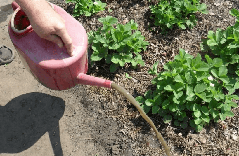 Как правильно поливать клубнику в открытом грунте