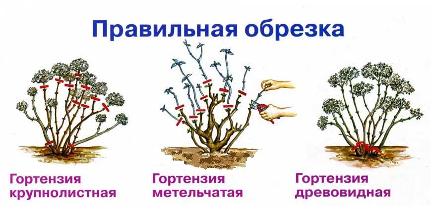 Как укрыть гортензию на зиму: уход и подготовка осенью древовидного, крупнолистного, метельчатого вида в разных регионах