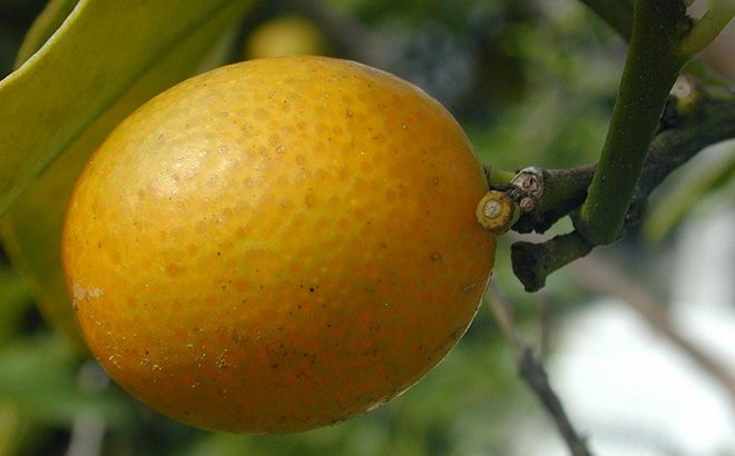 Какие витамины в мандаринах, состав и пищевая ценность на 100 г продукта
