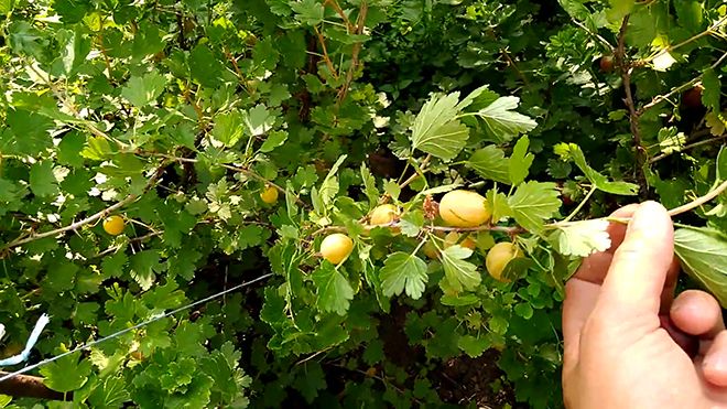 Крыжовник яровой: описание сорта, фото, отзывы, рекомендации по посадке и уходу