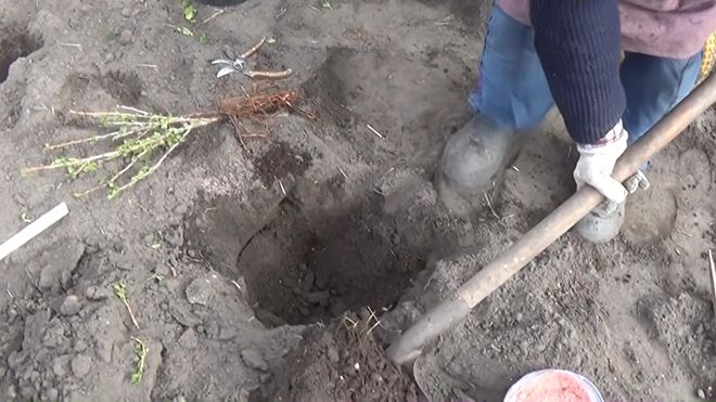Крыжовник Юбиляр: описание сорта, фото, отзывы специалистов, посадка и уход