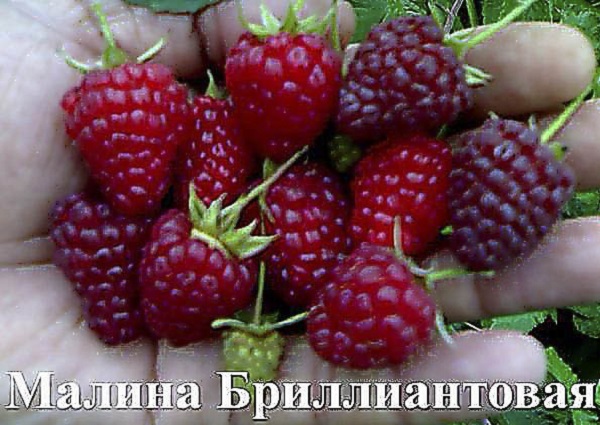 Лучшие сорта малины для Подмосковья