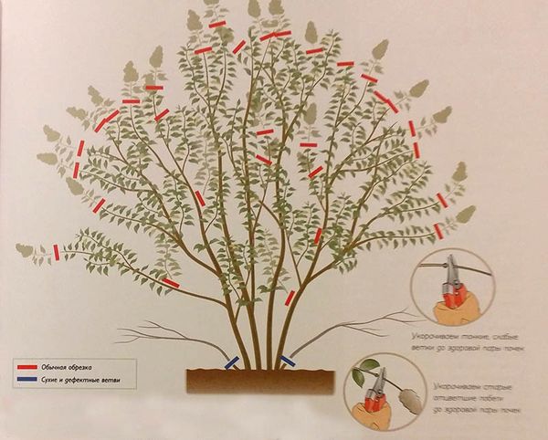 Магония падуболистная: как посадить, вырастить и ухаживать за растением, способы размножение и применение