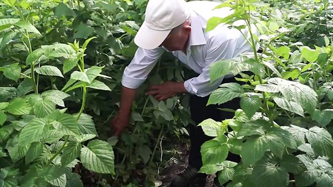 Малина Джуманджи (Джоан Джей или Джон Джи): описание сорта, фото, отзывы садоводов, урожайность, посадка и уход