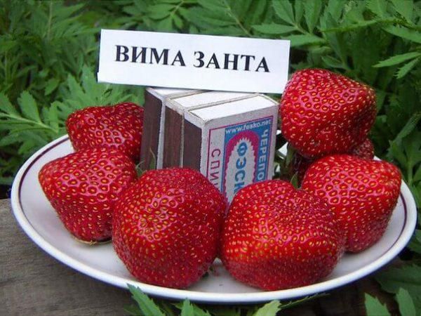 Новые сорта клубники для посадки в 2023 году: обзор