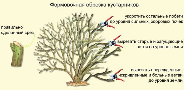Нужно ли укрывать лапчатку на зиму: особенности подготовки и осеннего ухода за кустарником в Подмосковье