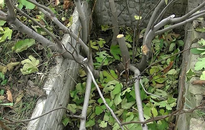 Обрезка инжира весной: в Крыму и других регионах, советы специалистов