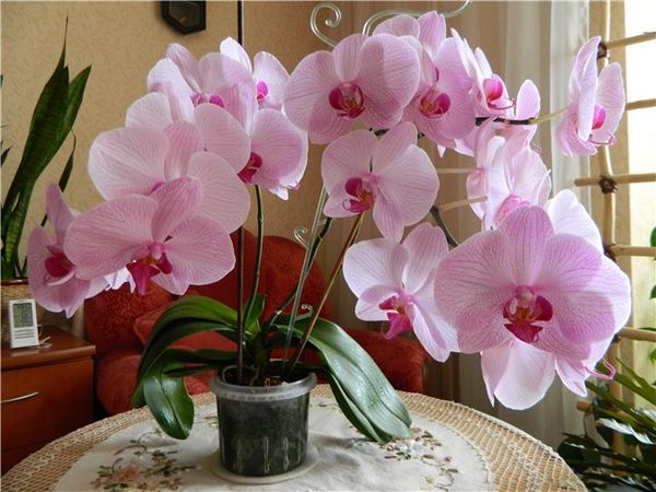 Орхидея Мультифлора: описание и уход в домашних условиях