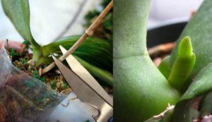 Орхидея отцвела, что делать со стрелкой: особенности ухода