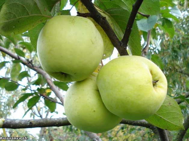 Осенние сорта яблонь: фото, описание, сравнение
