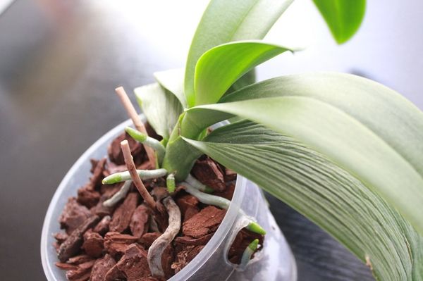 Почему сохнут листья у орхидеи: основные причины