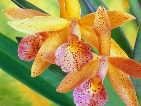 Редки орхидеи: описание и страна происхождения видов