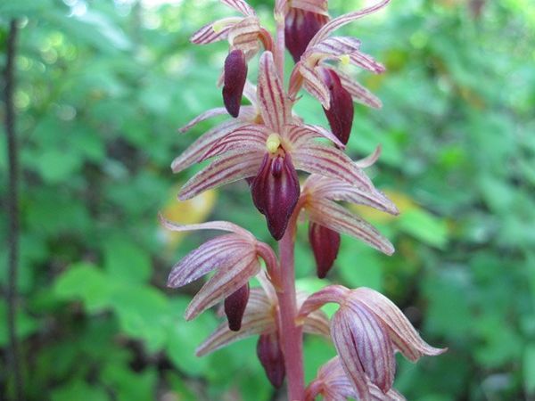 Редки орхидеи: описание и страна происхождения видов
