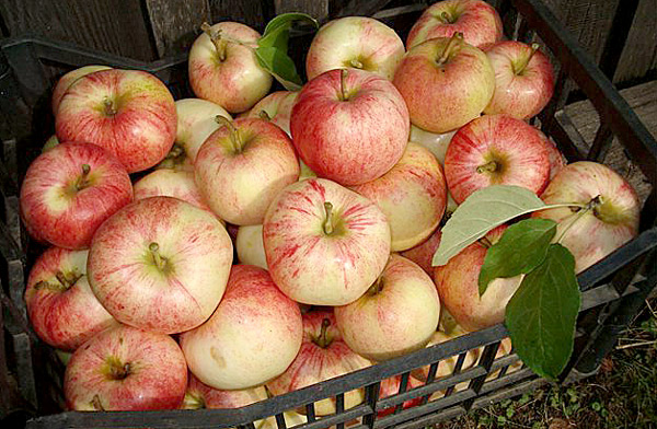 Сорт яблони конфетное: фото и описание
