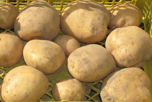 Сорт картофеля Бронницкий: фото, описание, отзывы