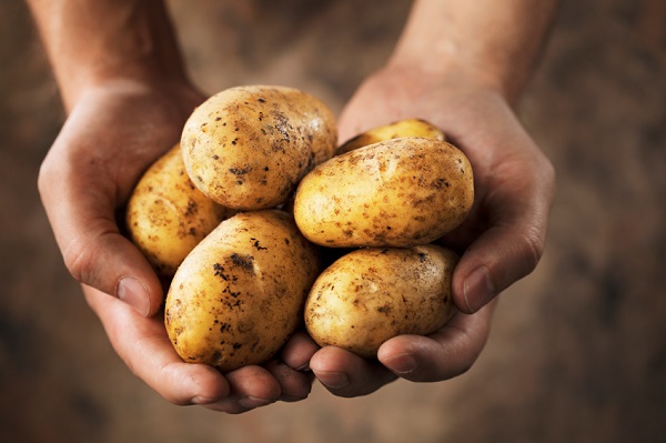 Сорт картофеля Джели: фото, описание, выращивание