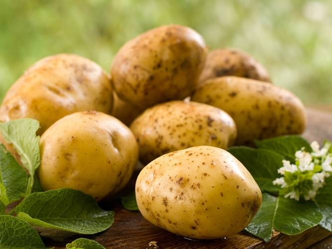 Сорт картофеля Джели: фото, описание, выращивание