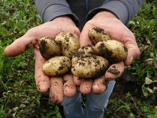 Сорт картофеля Янтарь: фото и описание