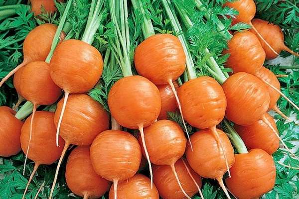 Сорт моркови Каротель: фото и описание