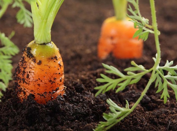Сорт моркови Каротель: фото и описание