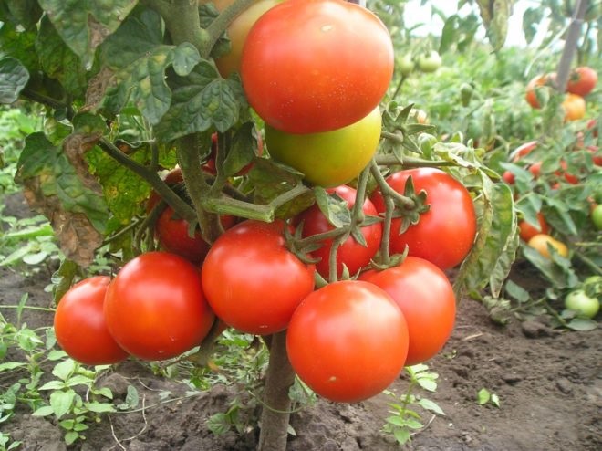 Сорт томатов Буян: фото и описание