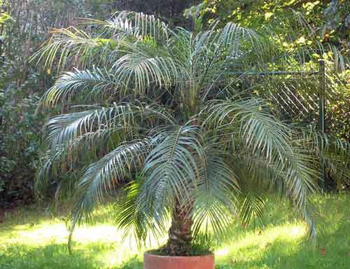 Уход за пальмой в домашних условиях, размножение и проблемы выращивания + описания и фото 10 популярных видов растений