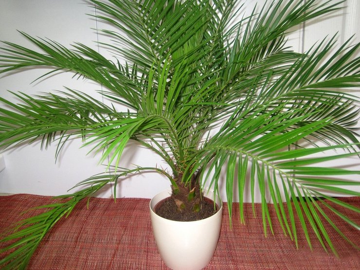Уход за пальмой в домашних условиях, размножение и проблемы выращивания + описания и фото 10 популярных видов растений