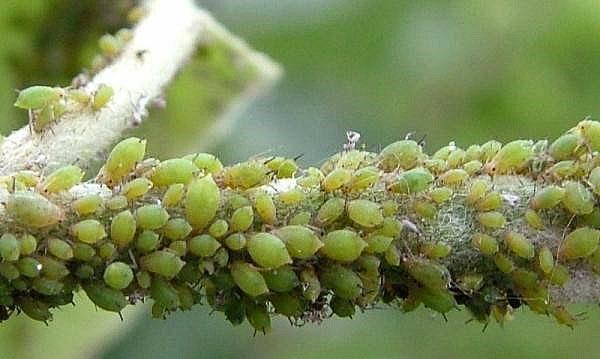 Вредители груши и борьба с ними: фото и описание