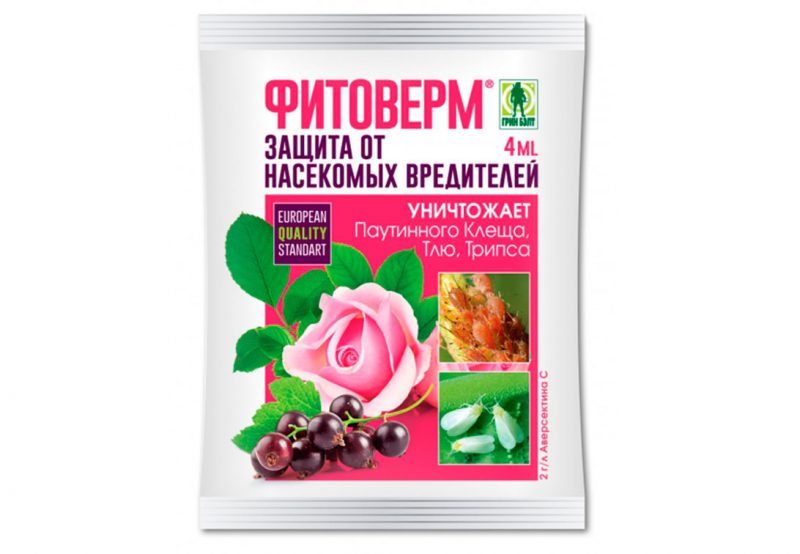 Выращивание мушмулы из косточки в домашних условиях + описание и свойства растения, польза и вред употребления
