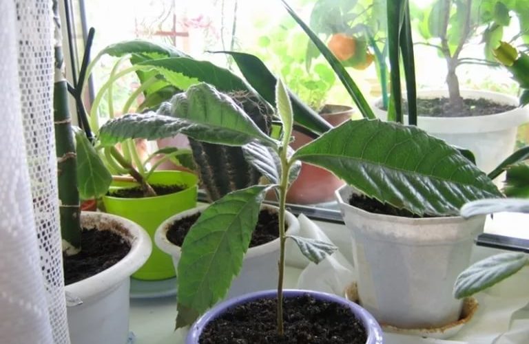 Выращивание мушмулы из косточки в домашних условиях + описание и свойства растения, польза и вред употребления